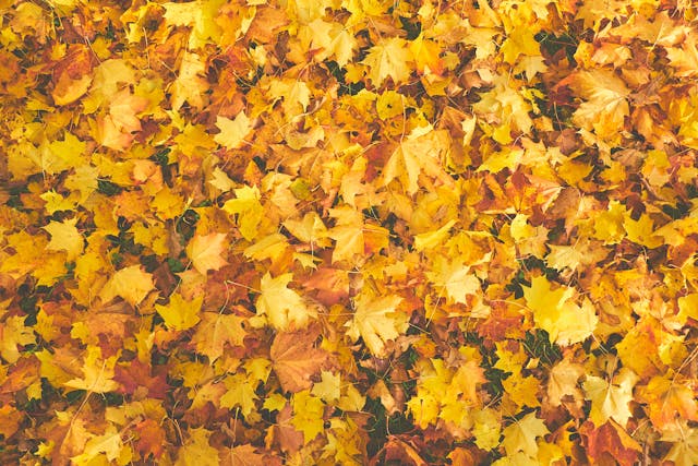 Newsletter 12th September 2025