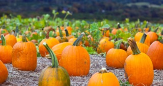 Newsletter 3rd October 2025